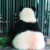 忧郁熊猫背影图片2022 熊猫孤独的背影图片最新版
