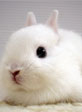 吉祥材料兔年图片_可爱的真兔空间材料