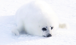 萌萌哒的海狮动态表情包 白色海狮微信表情动态图片