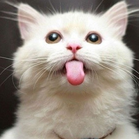 一张可爱的照片显示，当一只猫进入一只可爱的宠物时，它伸出舌头就像大海一样深