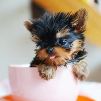 一只可怜可爱的茶杯犬的寿命有多长