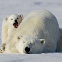 你喜欢白色的北极熊吗