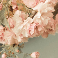 樱花的最后一张图片是一张美丽的壁纸，它珍藏着彼此交谈的文字