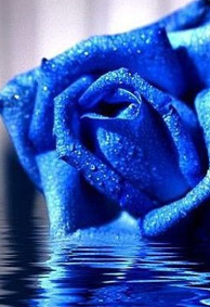 蓝色女巫美丽的空间背景皮肤花朵盛开如果彼此珍惜，花朵就会凋零