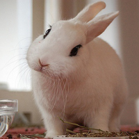 微信可爱兔子有趣化身的快乐怎么可能是空洞的快乐