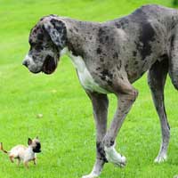 当世界上最高的狗遇到英国最小的狗