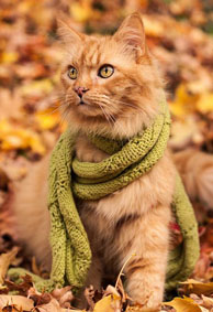 猫咪可爱图片大全超萌背景皮肤 藏在秋天里的猫