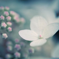 简单、小巧、清新、美丽的花卉图片从上升的角度触动了幸福