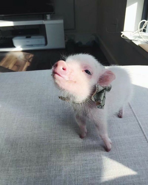 猪图片卖萌图片大全2022最新 你是我见过最可爱的猪宝宝