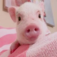 可爱的粉红色小猪谁不可爱