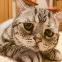 可爱猫的照片2022只小猫看起来很悲伤