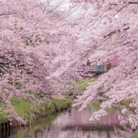 Nara唯美主义图片2022雨后樱花覆盖似乎在第二维度世界