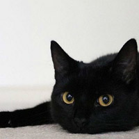 神秘可爱的黑猫图片2022捏你的耳朵