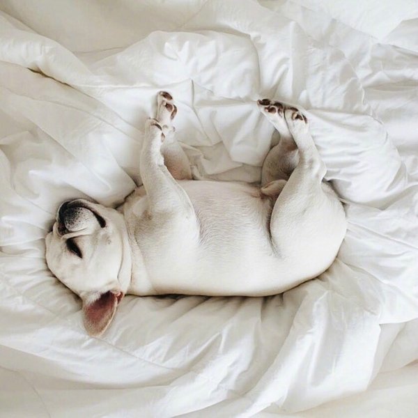 睡懒觉的萌狗狗图片大全 想和被窝来一场甜蜜的恋爱