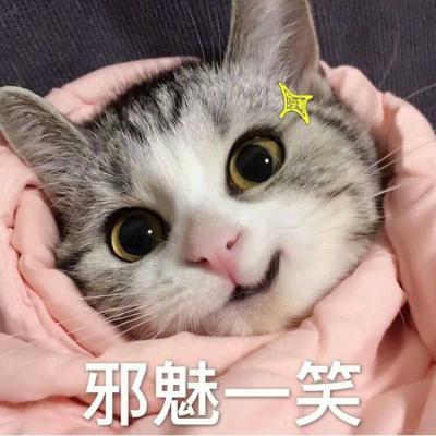 超可爱猫咪微信头像带字高清 劝你别去整容早日投胎比较靠谱