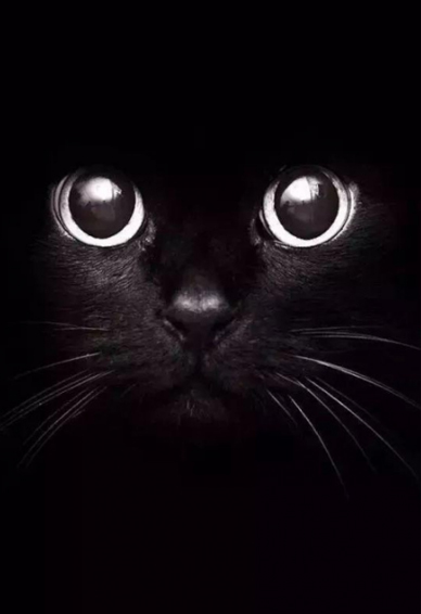 抖音黑猫睁眼壁纸图片高清无水印 抖音黑猫睁眼手机壁纸大全