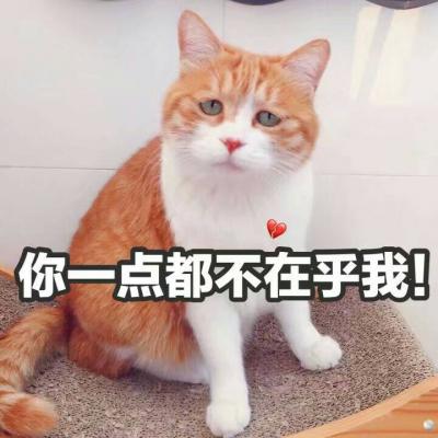 2022微信带字头像可爱猫咪呆萌搞笑 梦里不知身是客一晌贪欢