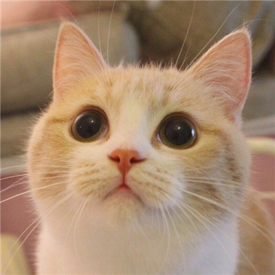 大眼睛猫咪可爱头像超级萌 我还是喜欢当初的你