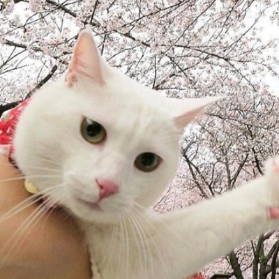 樱桃树上的2022朵樱花和猫的美丽邂逅