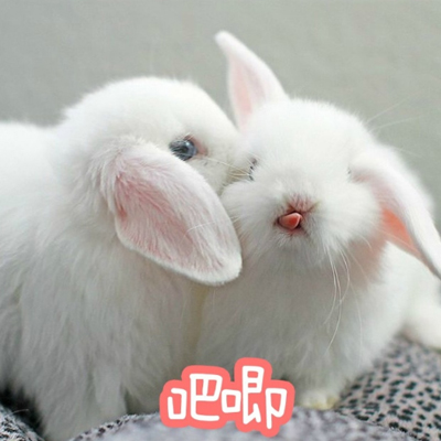 可爱的小兔子表情包，上面写着可爱的小兔子表情包