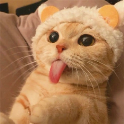 微信猫咪头像可爱卖萌 2022最受欢迎的小猫咪头像