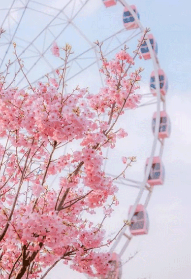 樱花手机壁纸图片美丽而浪漫。适合春天使用的樱花壁纸