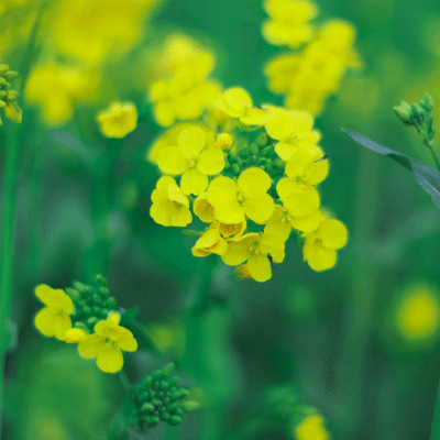 油菜花图片大全高清无水印 超好看的油菜花图片唯美