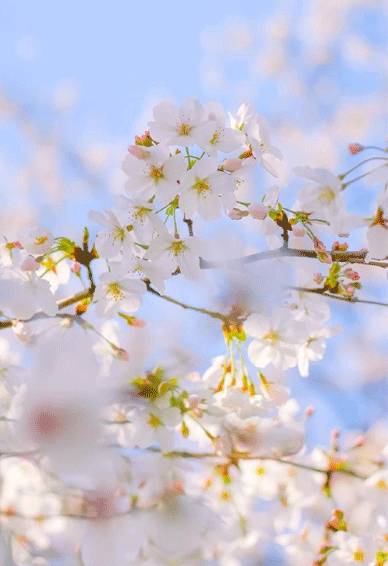 春天唯美有活力的桃花手机壁纸 春天每天都能拥有好心情