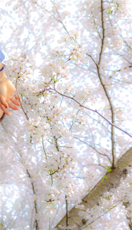 春季浪漫樱花的高清有意境的图片 每想念一次春天枝头就攒了一朵花开