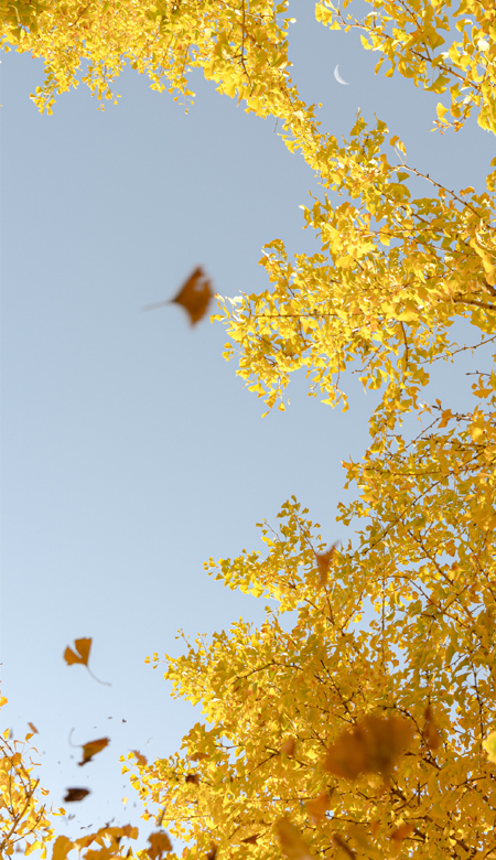 2023秋季银杏壁纸高清超唯美合集 银杏带来秋天最美的一段时光