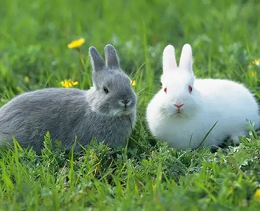 2023兔年带兔字的吉祥网名 属兔的吉祥旺财网名
