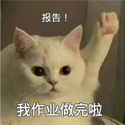 猫咪报告表情包合集搞笑 报告我想喝奶茶