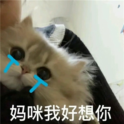 妈宝女表情最新版合集 猫咪宝贝捡破烂养你