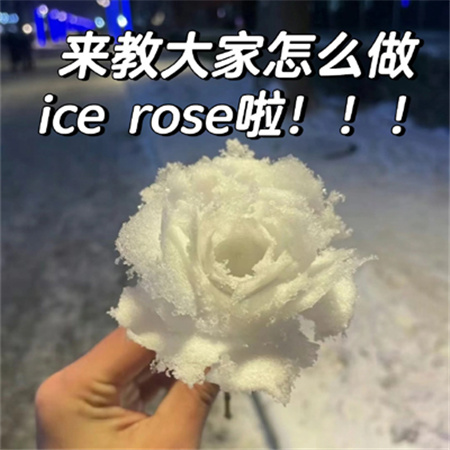 冬天冰雪玫瑰教程素材 快艾特你的好朋友做冬天里的第一朵雪玫瑰