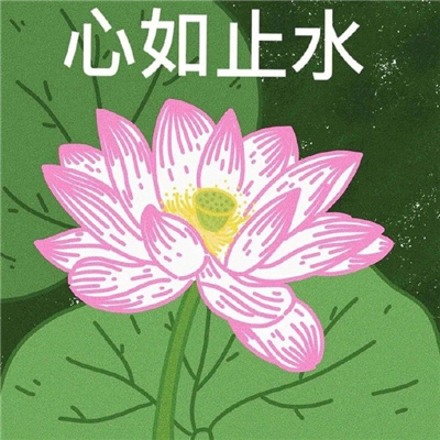 白莲花表情包大全图片