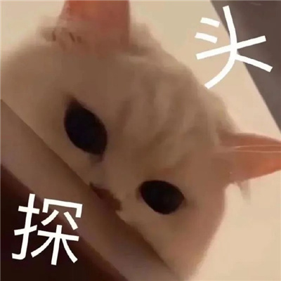 呆萌猫咪微信表情很火热 一定要存上的软萌猫咪表情