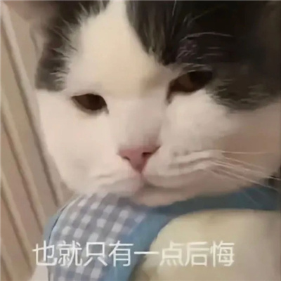 呆萌猫咪微信表情很火热 一定要存上的软萌猫咪表情