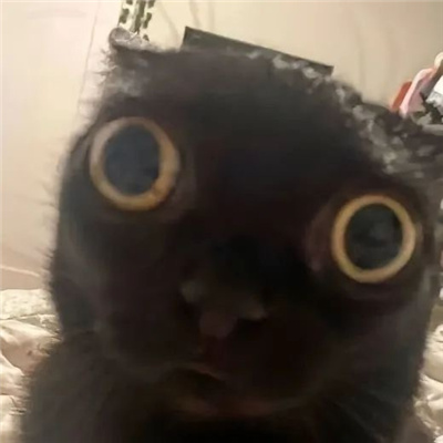 网上很火的丑猫表情沙雕又好笑 出人意料的窒息表情合集