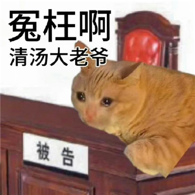 清汤大法官在线断案猫咪表情 你好小猫派出所