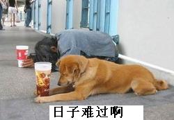 搞笑QQ表情